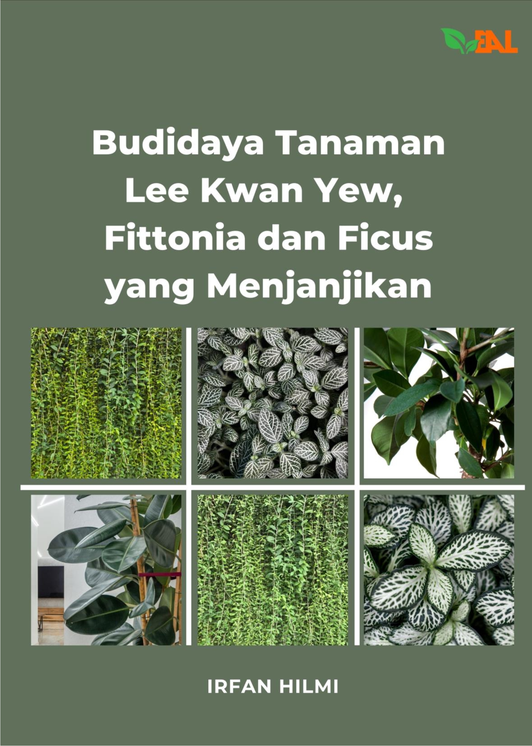 Budidaya Tanaman Lee Kwan Yew, Fittonia dan Ficus yang Menjanjikan